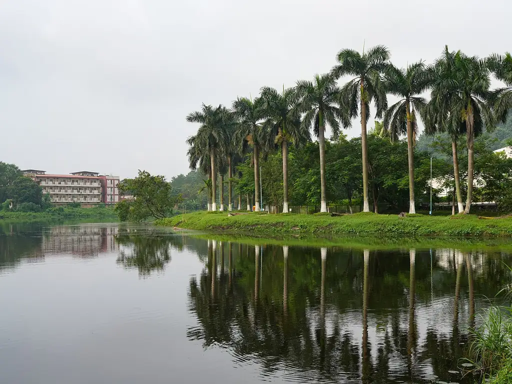 Palm trees reflected in a lake at IIT Guwahati