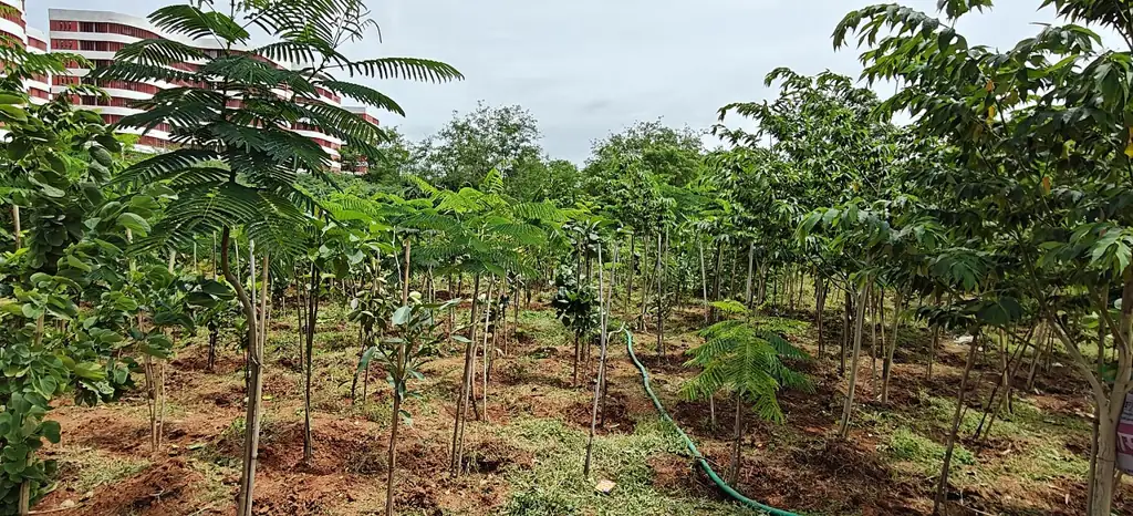 Young Miyawaki forest plantation on the IIT Hyderabad campus
