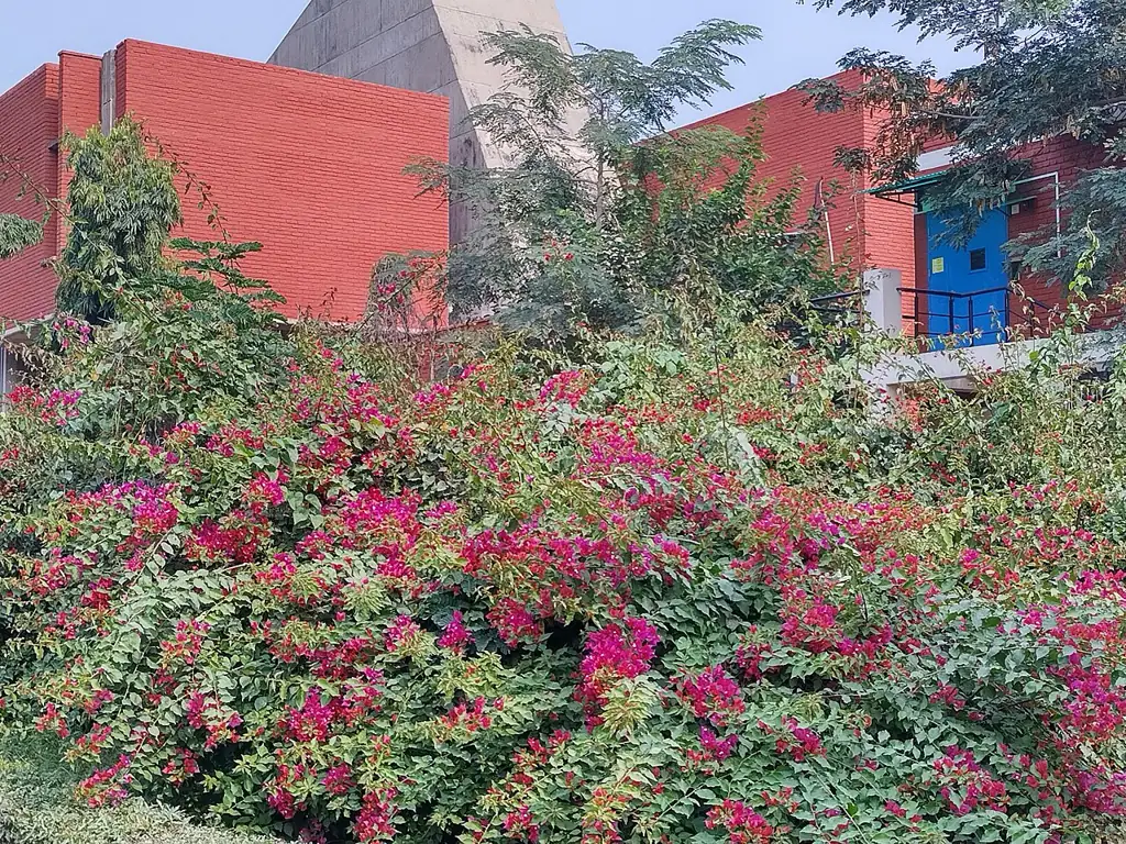 Computer Centre building at IIT Kanpur with flowering plants