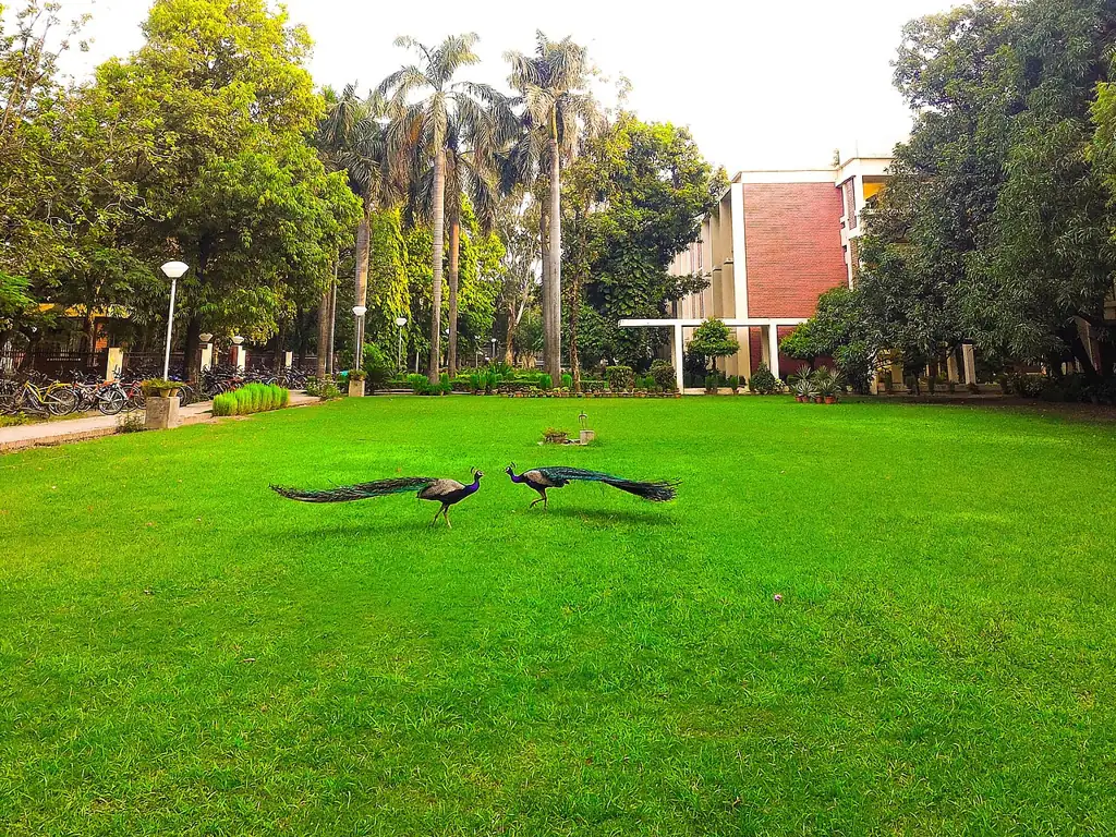 Hall 2 lawn at IIT Kanpur