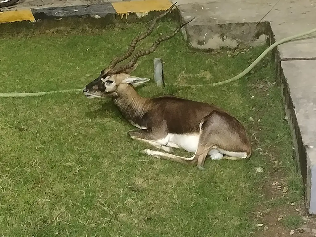 Blackbuck near Mandakini hostel on the IIT Madras campus