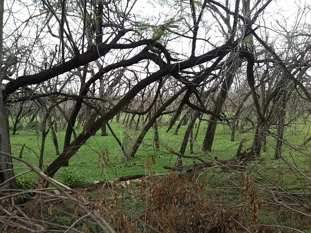 Forest inside the IIT Madras campus