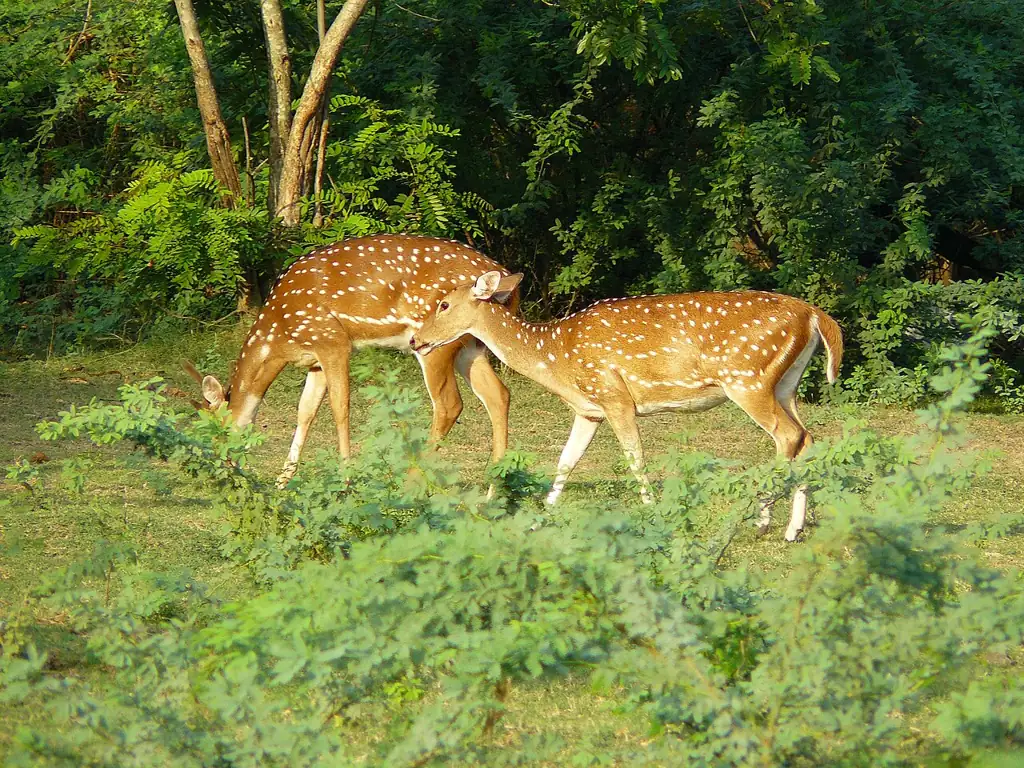 Spotted deer grazing near the stadium at IIT Madras